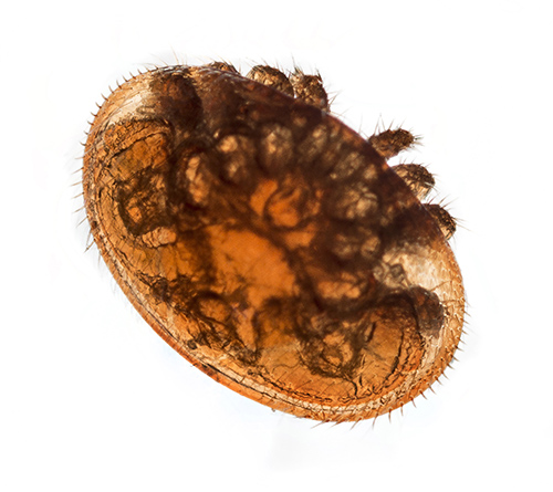Bienenschädling Varroa Milbe