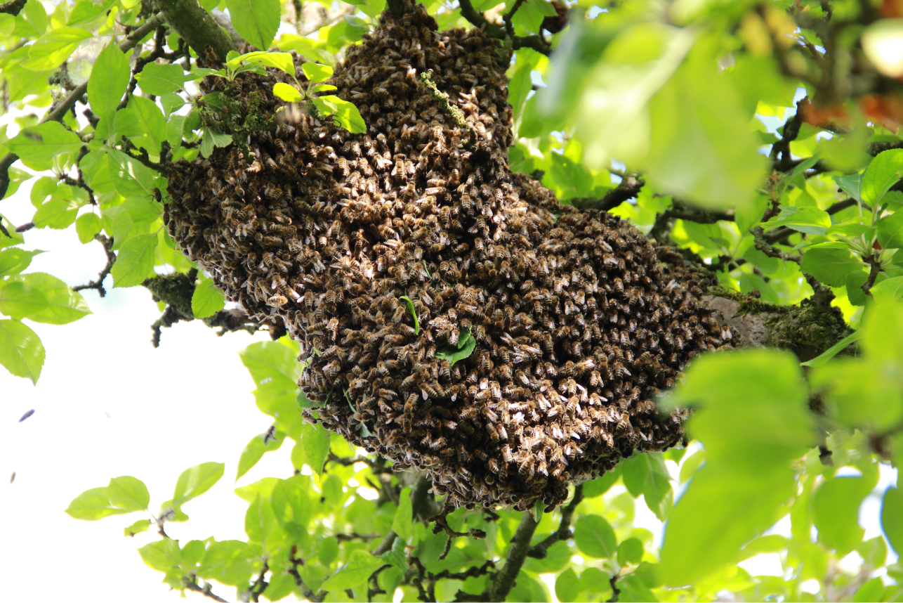 Bienen schwärmen