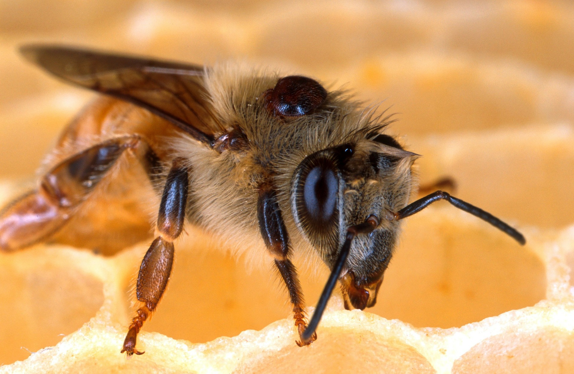 Bienenschädling Varroa Milbe